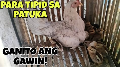 patuka ng sisiw|10 Tips sa Pag.